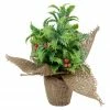 Northlight 8" Iced Artificial Christmas Holly Berry Plant In Burlap Base
